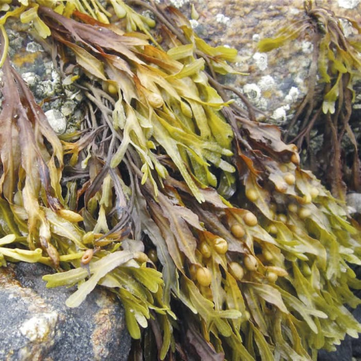 SPA-уход «Анти-эйдж с кальцием»