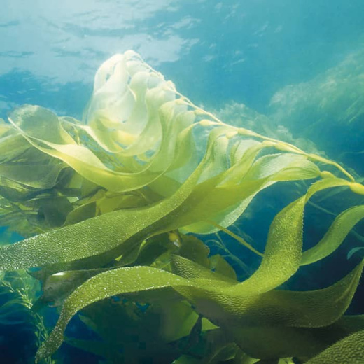 SPA-уход «Анти-усталость с калием» (восстановление)